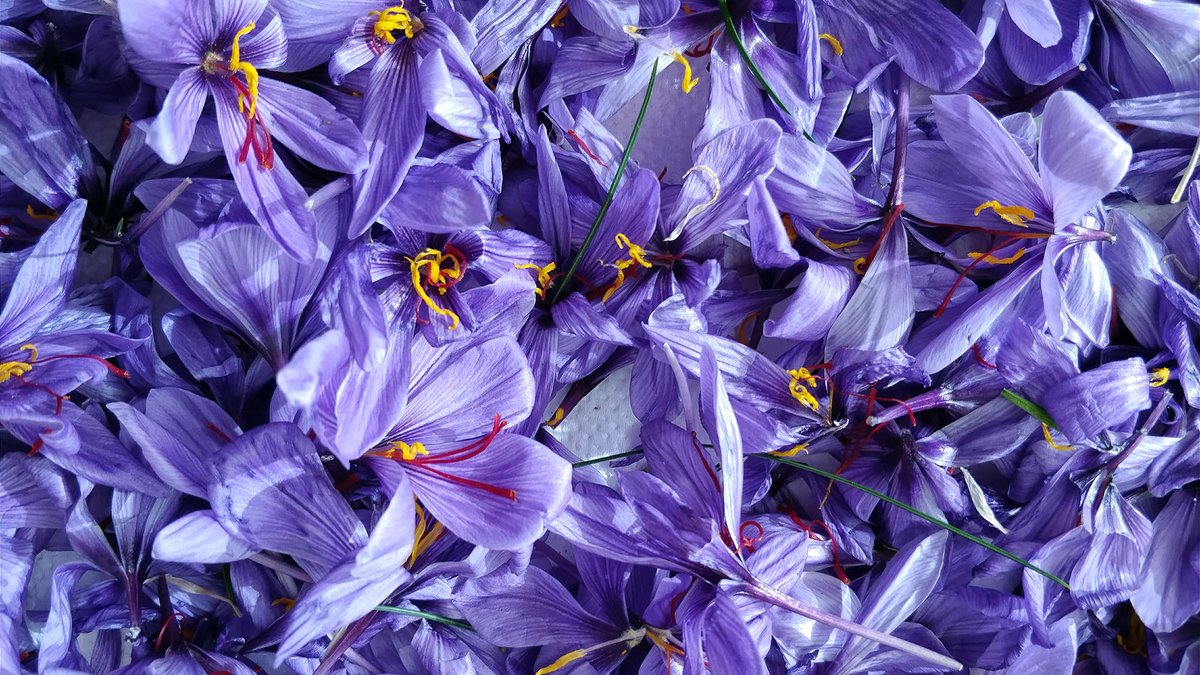 SomSegarra's tweet image. Temps de collir i esbrinar el #safrà, la rosa més preuada, #tardorsegarra, #bondia
@lasegarra @aralleida @catexperience @Turisme_Segarra @SomGastronomia @SomTerra @caminsnatura @viladetora @valldellobregos 
ℹ️ somsegarra.cat/agricultura/no…