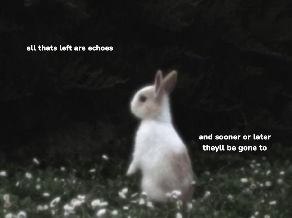 Bunnies tweet media