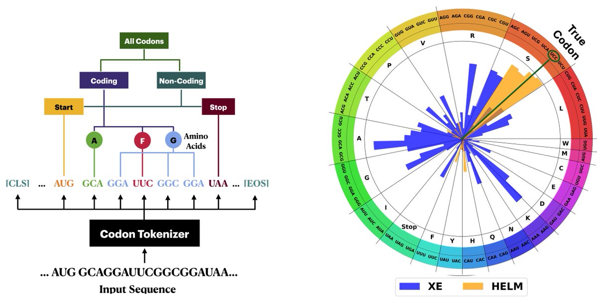 Don't treat the language of biology as natural language! Biology speaks in hierarchical patterns that natural language models don't fully capture. Meet HELM: a novel approach to train LMs that aligns with the intrinsic hierarchy of mRNA sequences.

arxiv.org/abs/2410.12459

1/5