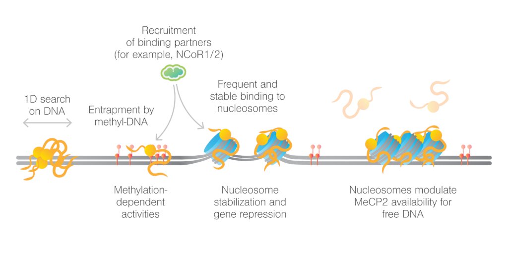 Using the @LUMICKS C-Trap, the lab of <a href="/InLiuOfBulkExps/">LiuLab_Rockefeller</a> provided unprecedented, real-time insights into the binding behavior of MeCP2, a protein linked to Rett syndrome, across methylated and unmethylated DNA and nucleosomes. 
lumicks.com/revealing-mecp…