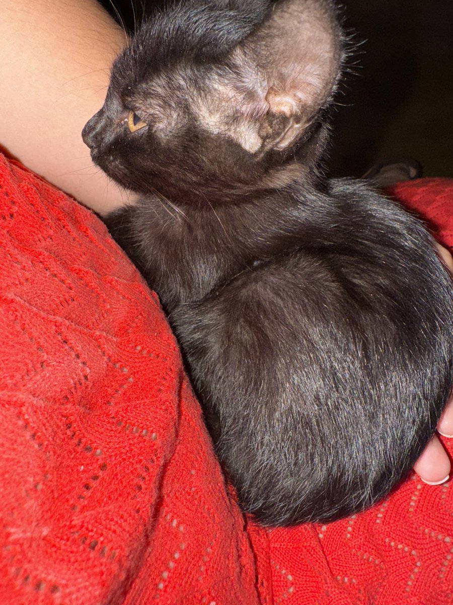 Happy National Cat Day to all the cats of Greece! #gooddaydc