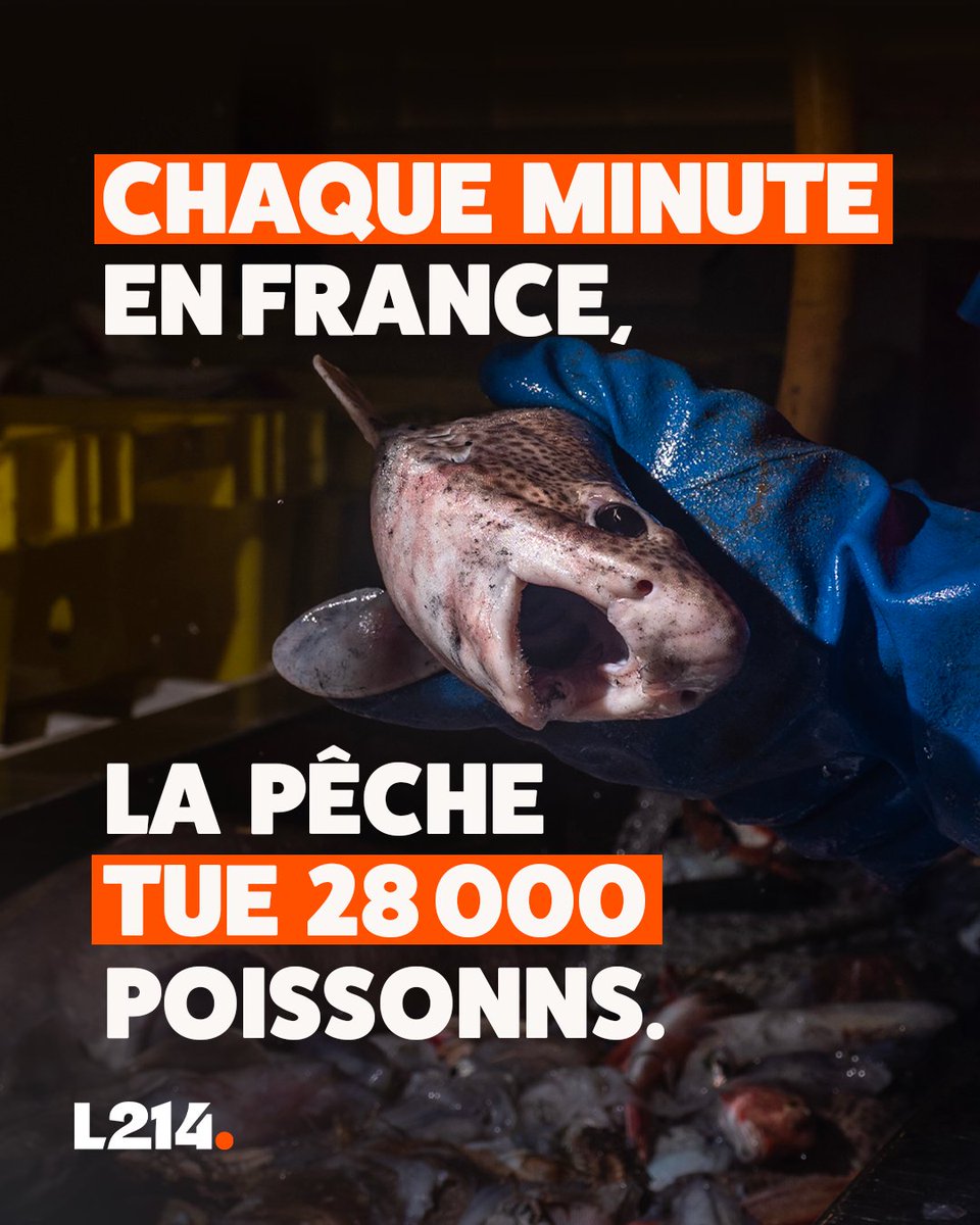L214's tweet photo. 28 000 poissons tués chaque minute.
Plus d'1 million chaque heure. 
Plus de 40 millions chaque jour. 

Ces chiffres sont presque impossibles à se représenter tant ils sont monstrueux 🤯 

Changeons de regard! 
👉 https://t.co/FjfYXHJz5S https://t.co/QueWfxmqNs