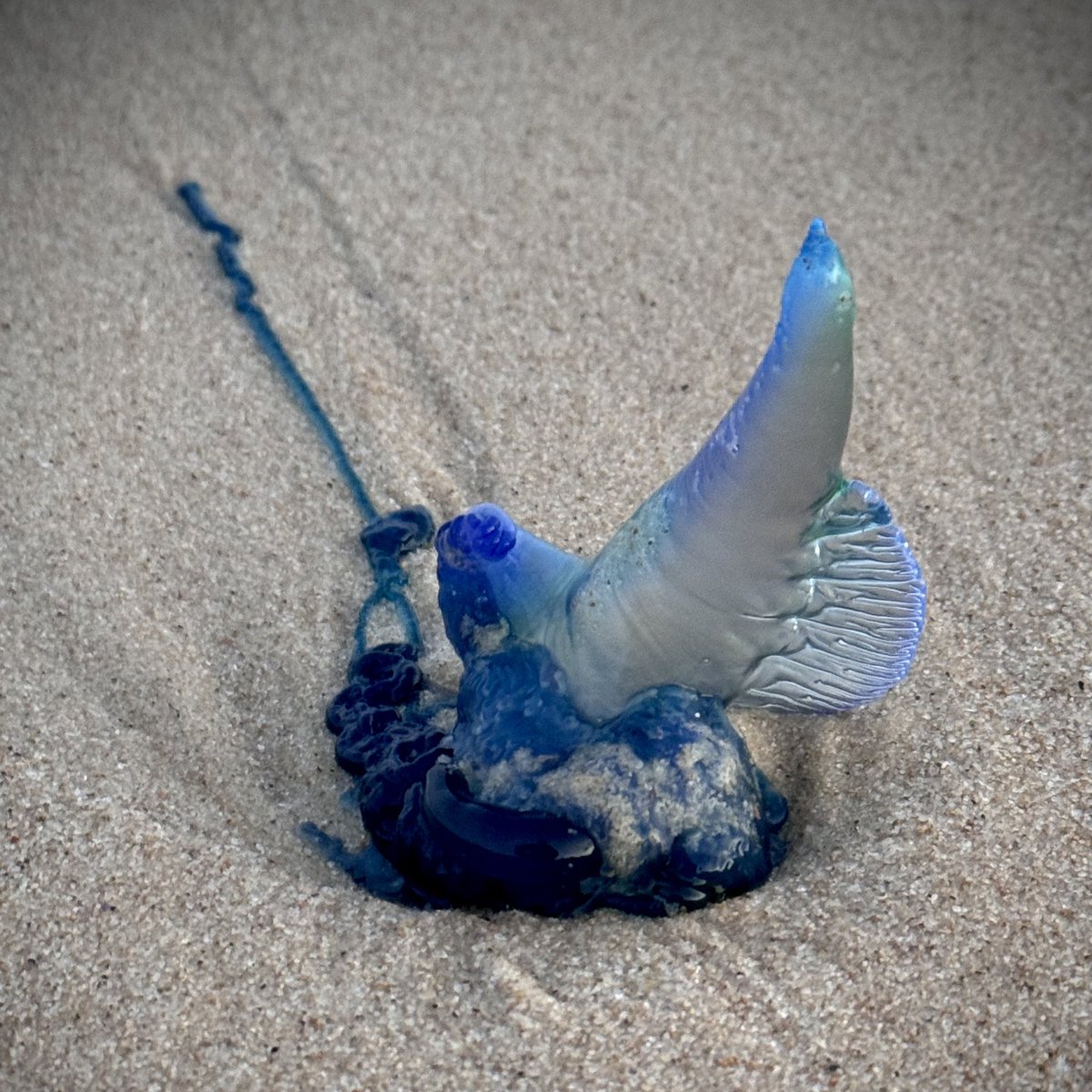 Prof Emma L Johnston AO FAA FTSE tweet media