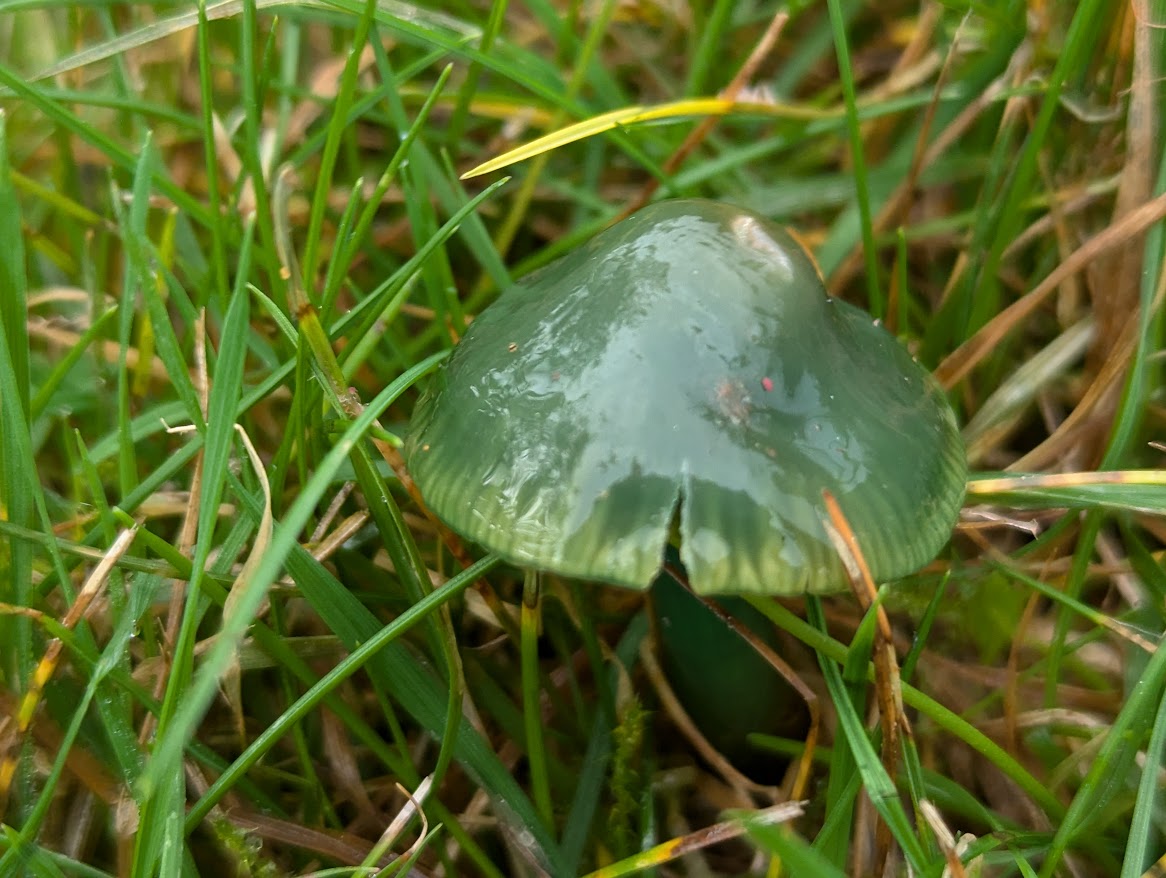 TheAmandaOliver's tweet photo. #kewgardens #waxcaps Parrot waxcaps and a raspberry slime mould https://t.co/o3iuoH2qzw
