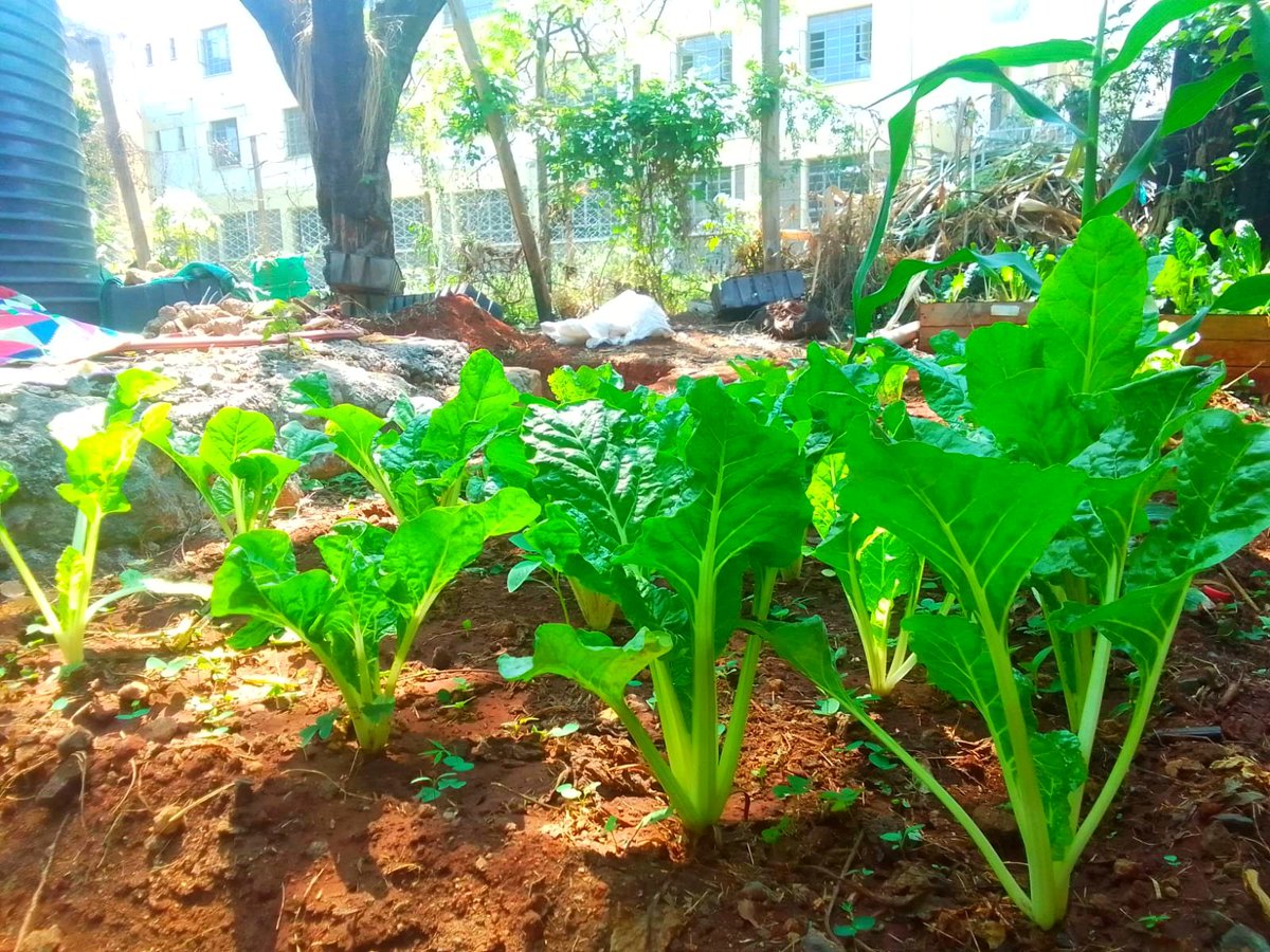 UnganoTena's tweet image. 🌍🌱 Through #PEISProject, we’re planting climate-resilient veges to tackle climate change &amp;amp; ensure food security. Each seed we plant adapts to unpredictable weather, helping create a sustainable, green future. Join us in cultivating change, one crop at a time! 🌿#SDG2 #SDG13