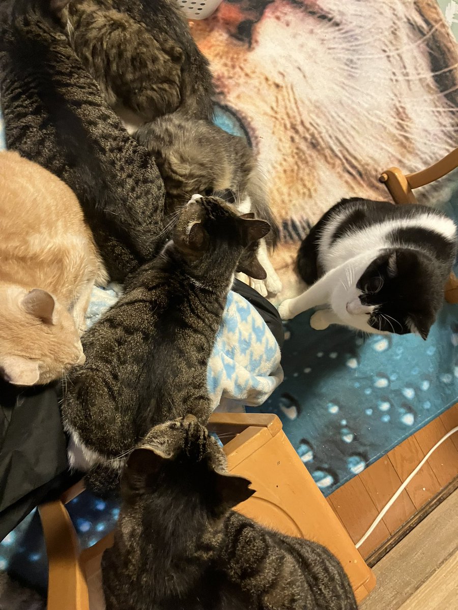 pnho3zreVt1npF5's tweet photo. 熱烈歓迎ありがと〜☺️
#templecat https://t.co/LIzbQ8w4kR