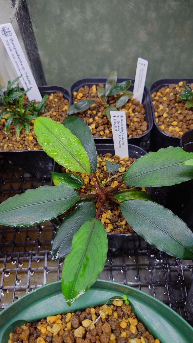 Bucephalandra Akantha Entikong デカ葉 濃い緑色(Beautiful Bucephalandra Akantha Entikong デカ葉 濃い緑色(Beautiful