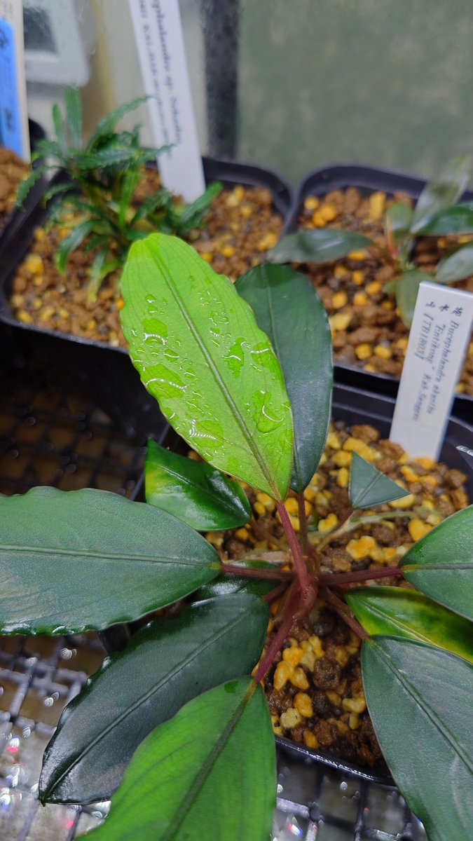 Bucephalandra akantha 