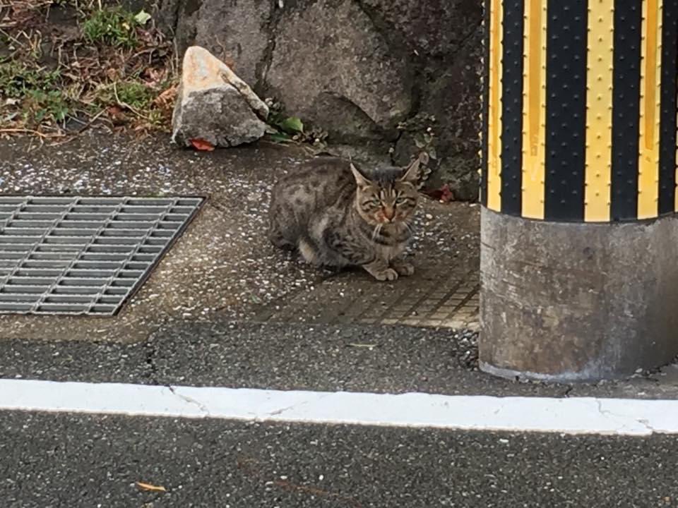 rin_kuroki's tweet image. 散歩中のうちの犬にめっかっちゃった猫さん。

「あぁ？」

「なんや？」

「やんのか？」

「やんのか？」
　すすす……。
　そのまんま逃げていきましたw

#やんのか猫