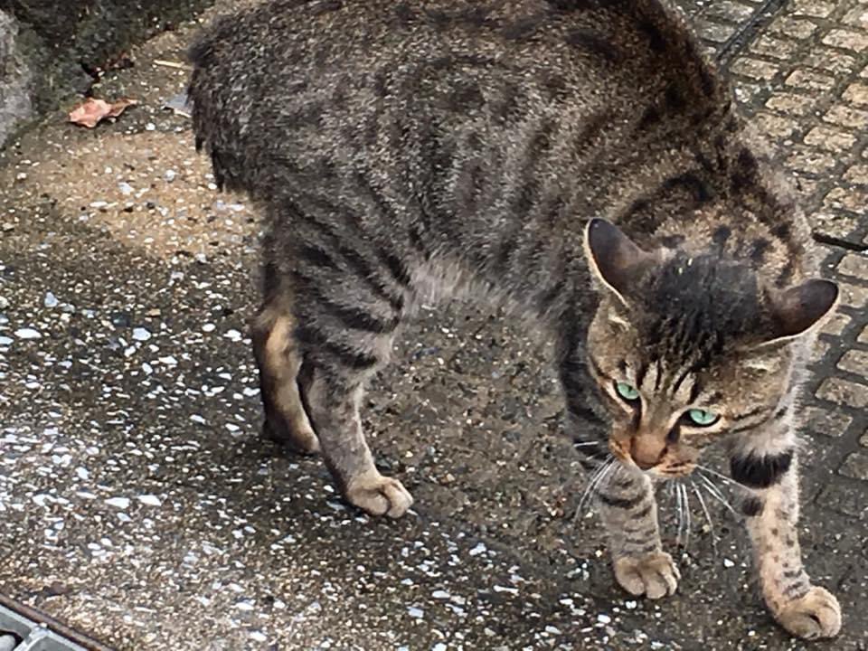 rin_kuroki's tweet image. 散歩中のうちの犬にめっかっちゃった猫さん。

「あぁ？」

「なんや？」

「やんのか？」

「やんのか？」
　すすす……。
　そのまんま逃げていきましたw

#やんのか猫