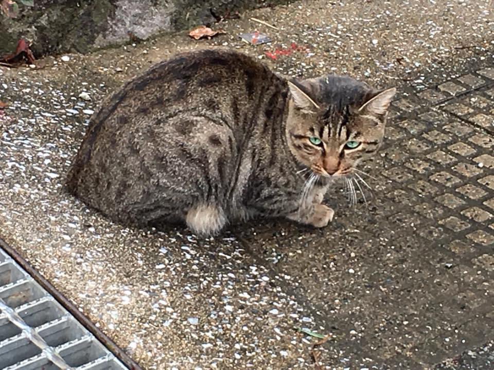 rin_kuroki's tweet image. 散歩中のうちの犬にめっかっちゃった猫さん。

「あぁ？」

「なんや？」

「やんのか？」

「やんのか？」
　すすす……。
　そのまんま逃げていきましたw

#やんのか猫