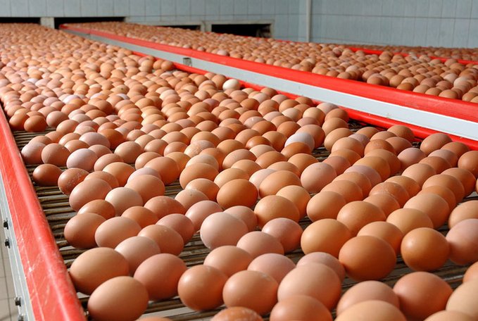 ARE YOU PLANNING TO INVEST IN POULTRY FARMING?
These are 5 factors that affect the size of eggs laid by hens;
1. FEED
2. WATER
3. PROTEIN LEVEL IN THE FEED
4. TEMPERATURE
5. LIGHTING
📝 <a href="/MUGABE__Robert/">MUGABE Robert</a> 

Like &amp; Repost.
Follow <a href="/RightCohen/">Right Cohen 🇺🇬</a> for daily farming Tips.
#LetsFarmTogether