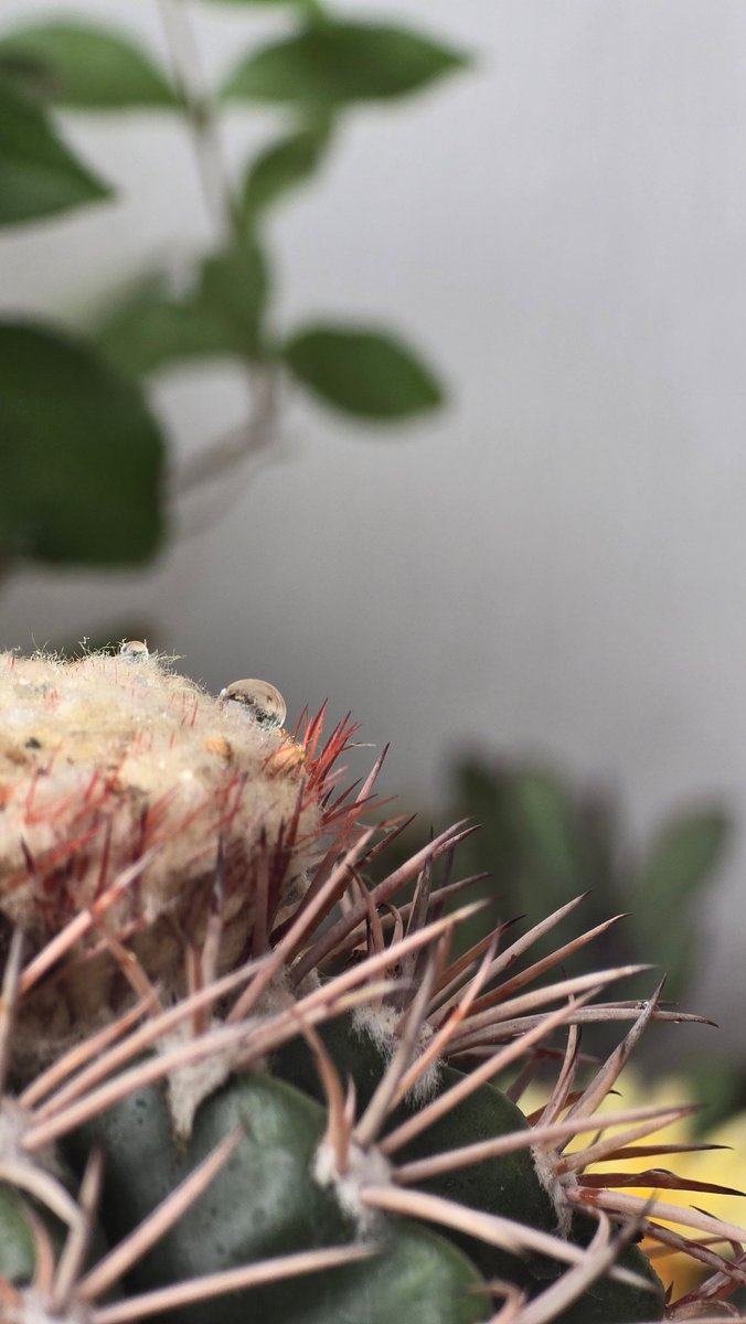 sarcastic mouth (@quakerstrychnos) on Twitter photo 