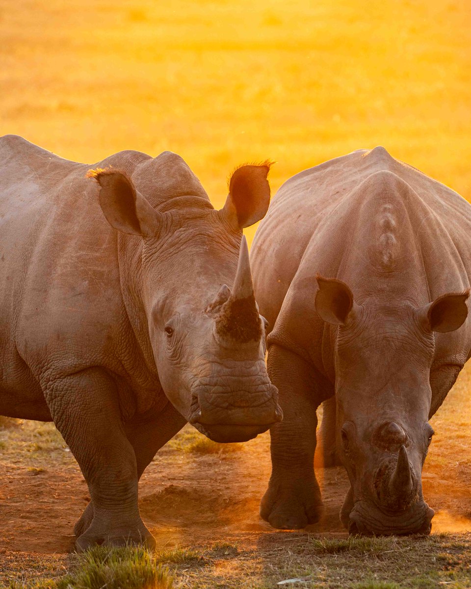 TRAFFIC_WLTrade's tweet image. π¨ HUGE new Β£4.17M funding for nature & communities! ππ
We're thrilled to announce a major grant from Arcadia Fund to tackle illegal wildlife trade & build safe, sustainable trade in wild species.
Discover more π loom.ly/IAmrupw
#SustainableTrade @UNBiodiversity