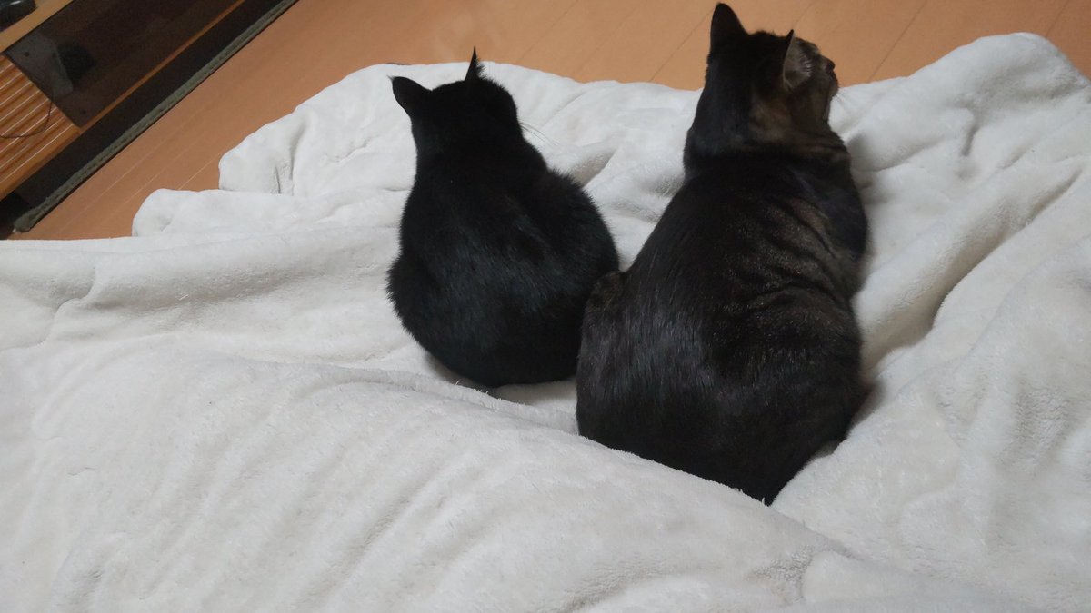 寒くなってきて、毛布に集まって来る来る(笑)良い時期になってきたね～⤴️#猫