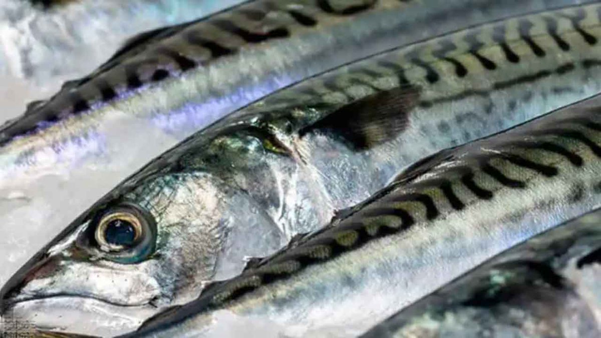 Færøerne: Trawlerne melder om gode makrellandinger dlvr.it/TFr26r