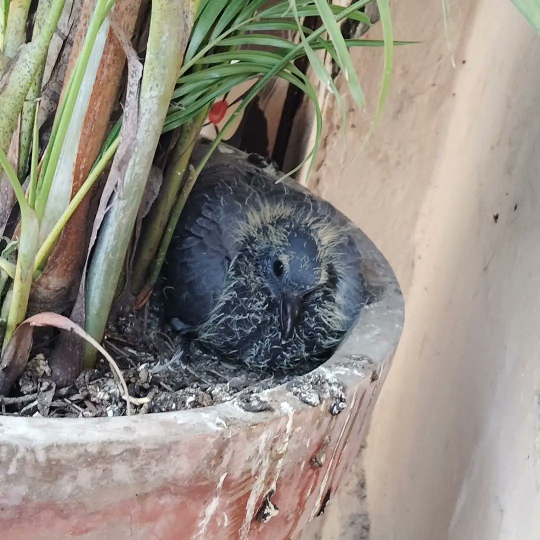 KangJing's tweet photo. A new #squab of #pigeons comes before #Diwali in my house. #Love is everywhere around us. #nature #birds #festival #happiness #home #aura https://t.co/9K7gk5La8e