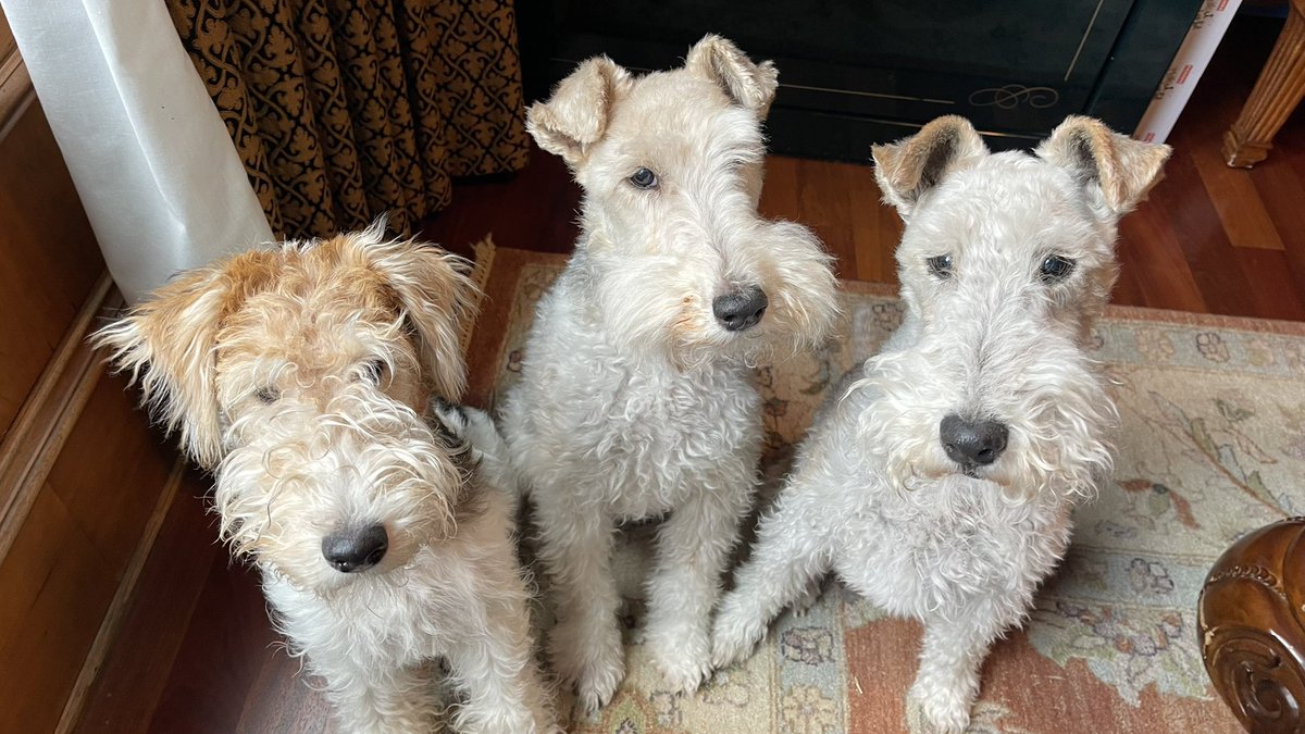 The Boys. #wft #wirefoxterrier #wirehairedfoxterriers
