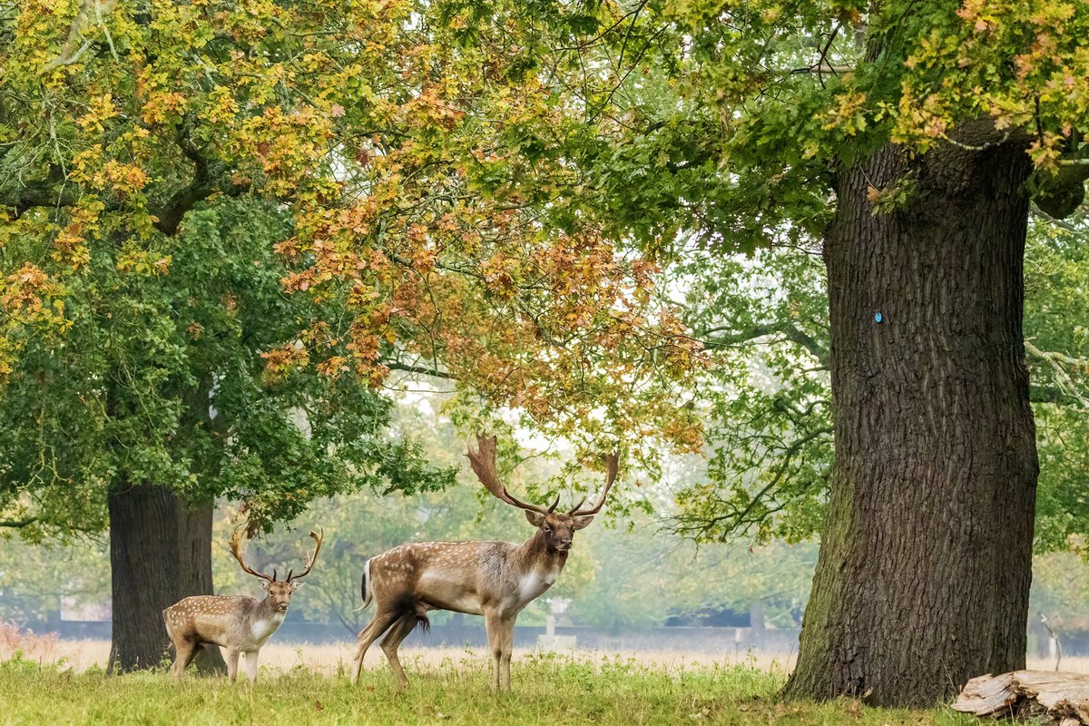 patlinberg's tweet photo. Handsome Fallow  Buck and autumn colours.#BushyPark 26.10.24 @theroyalparks @BritishDeerSoc @TeddingtonNub @TWmagazines @Teddington_Town @Visit_Richmond1 @WildLondon @fbhp_uk @SallyWeather @itvlondon @WildLondon https://t.co/q9mBnl9NhK