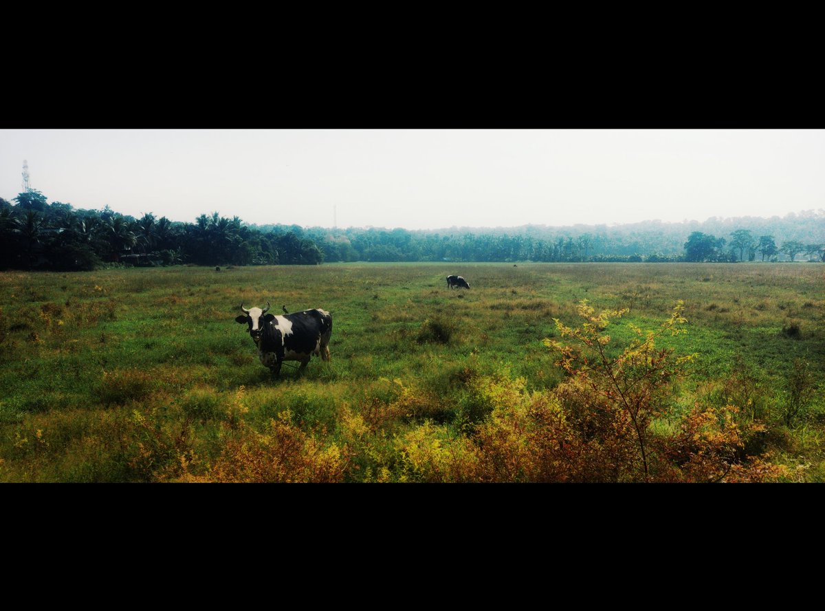 amal_krish's tweet photo. Blathur, one fine sunny day. https://t.co/L3jK8Owq9L
