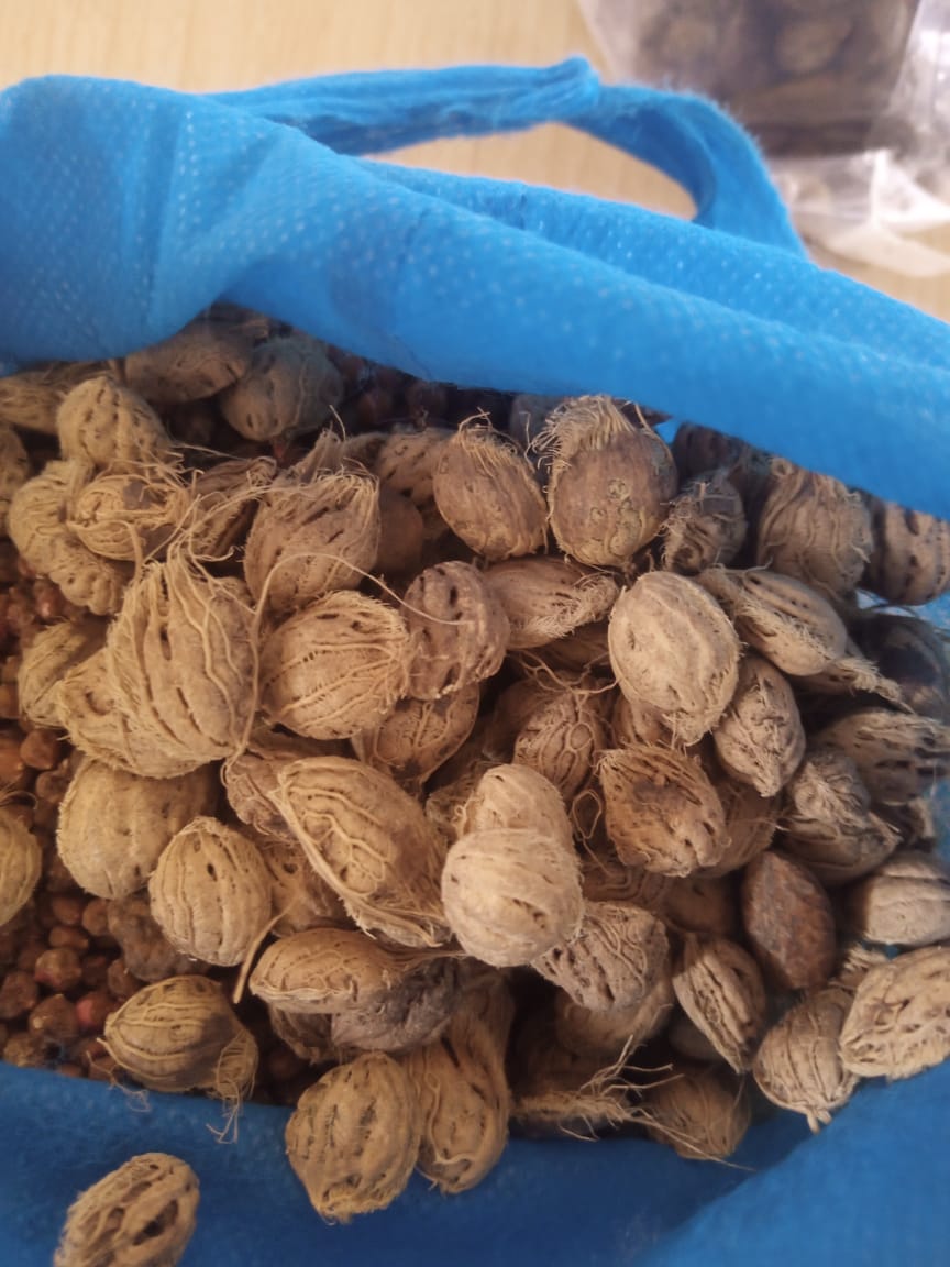 KPL_Women's tweet photo. We are calling for fair rulings because the government needs to embrace food sovereignty as the means to produce clean and sufficient food and also seeds sovereignty
#GMOFreeKenya
#FarmersSeeds
#October31Ruling
@PeasantsLeague @LVCSEAf @AfricaConsumers @1000currents https://t.co/xr0A4Yb2Mb