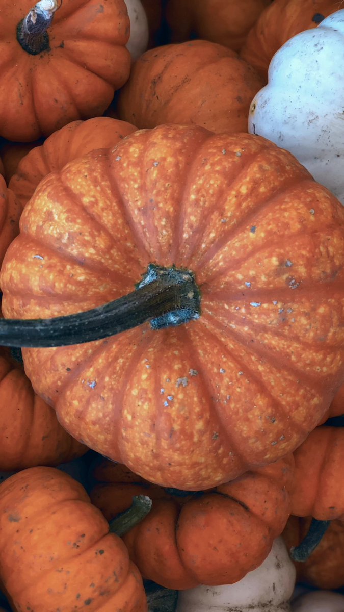 KRFPumpkinPatch's tweet image. 🧡 Fall magic is in the air! Join us for pumpkin picking, photo ops, and tasty treats. There's something for everyone! 🌾 ecs.page.link/RNM6c
#AutumnAdventures #PumpkinPatchFun