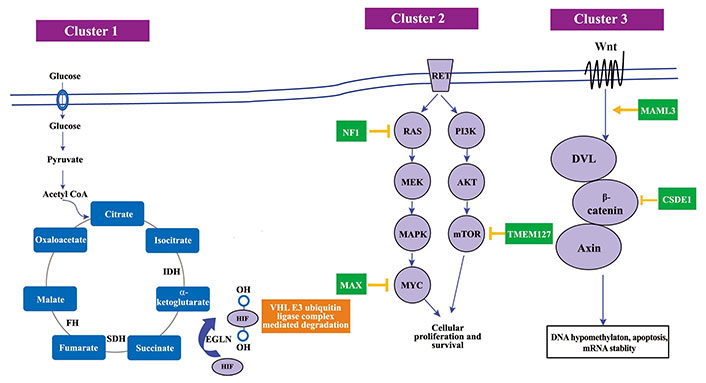 ETAT_journal's tweet photo. 📸Popular Cited #Review sharing! Happy reading!
🏅 Tumor metabolism in pheochromocytomas: clinical and therapeutic implications
🧑‍⚕️Authors: Joseph M. Pappachan* et al.
🔗https://t.co/r0O3V27EIn
#NSCLC #Cancer #tumor #PubMed #SCOPUS #NoAPCs https://t.co/qAo0v1PfbX