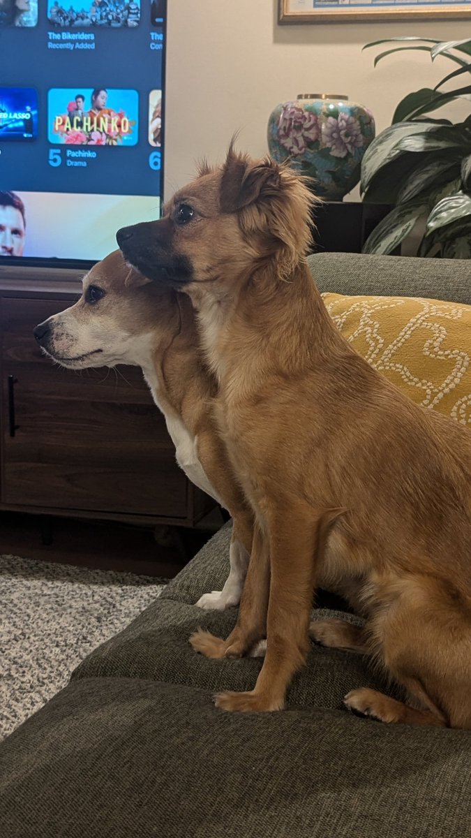 Rybread_26's tweet image. Before you say anything these are my dogs