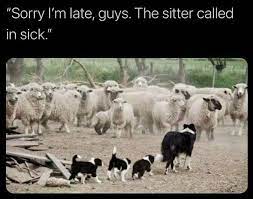 meow2you's tweet photo. The flock fell in love with Sassy's pups. No one got a bit of work done all day long. 😍🐶😍🐶
#HugASheepDay 

@ThePhilosopurr @GeneralCattis @HarryCatPurrs @LuminousNumino1 @TERRYW_UK @PeterRABBIT67 @briano29 @eliznoelle @EringoB02429272 @lymeist https://t.co/n7lSCpxrAs