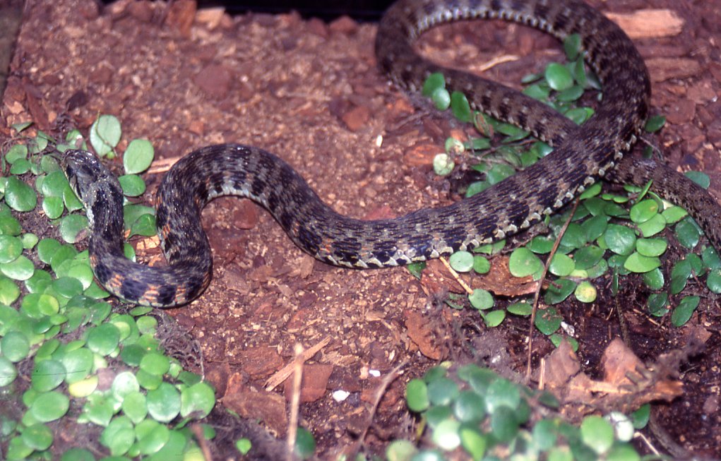 種類を見てほしいと持ち込まれた青いヘビは、ヤマカガシでした。 この