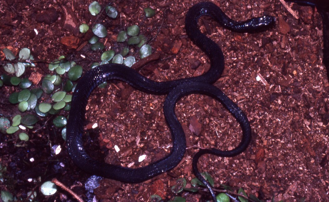 種類を見てほしいと持ち込まれた青いヘビは、ヤマカガシでした。 この