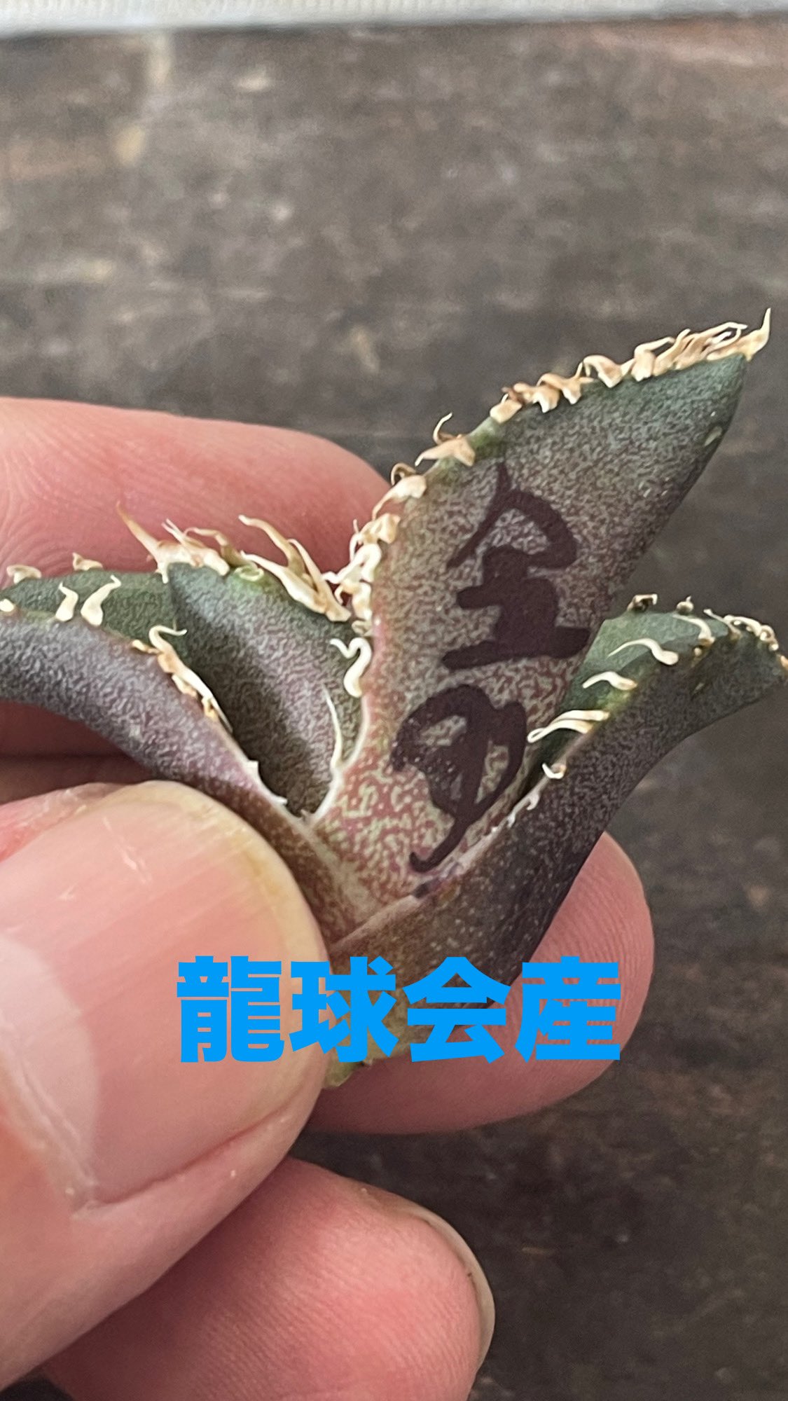 星空 龍球会産 子株