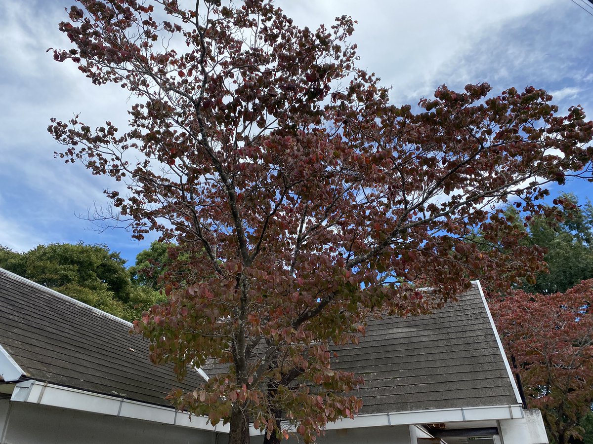 kiryokuen's tweet photo. 花水木の美しい紅葉と金木犀の香りが漂いお庭や公園などの屋外で快適に過ごせる季節になりました。

季緑園－四季の庭－公式サイトブログにて最新情報を更新しています。
https://t.co/IKQCO2NlqA

季緑園ー四季の庭ー
国土交通省認定　造園施工管理技士
https://t.co/ODccFdm8tp https://t.co/vSpZ7gal69