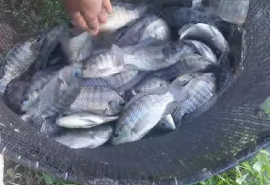 RRayusyam's tweet photo. Rabu(23/10) Romy Rayusyam luhkan Kab Bone Bolango,dipokdakan Nila jaya mandiri desa Meranti,panen ikan nila sebanyak 14kg,harga 35.000/kg
#GiatLuhkanSatminkalBitung
#Luhlapor #Panen
#Bp3Bitung https://t.co/aBBVnp1ZjF