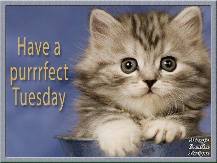 KayP68058217's tweet photo. Happy tuesday all xx 🤗🤗🤗 https://t.co/Zmn93HJ5O7