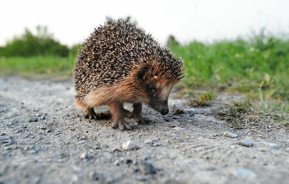 [NATURE/BIODIVERSITÉ] Malmené par les humains, le hérisson désormais « quasi-menacé » d’extinction 20minutes.fr/planete/animau… #zoologie #hérissons #extinction #nature #environnement #biodiversité #pesticides #voitures