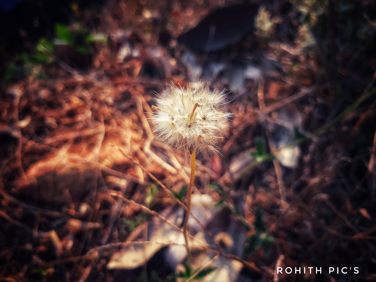 rohithdpr's tweet photo. #Throwback #2018 #life #photoghraphy #NatureBeauty #hidden https://t.co/c32aNgRKYy