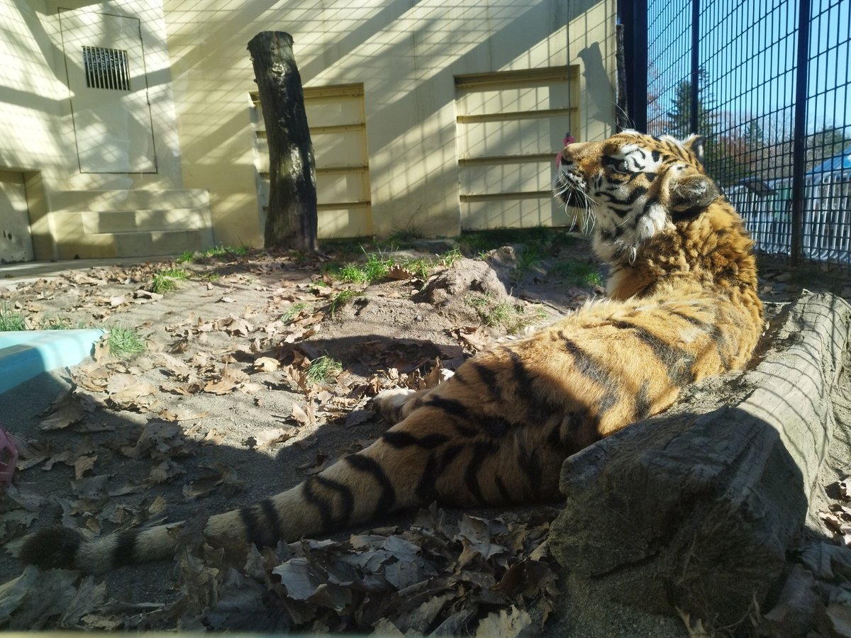 kushirozoo's tweet photo. 10月下旬、のんびりした時を過ごすココア。
#釧路市動物園 #kushirozoo
#釧路 #kushiro
#動物園 #zoo
#北海道 #hokkaido
#アムールトラ #amurtiger
#現場からお伝えしました https://t.co/DmL0q96YqH