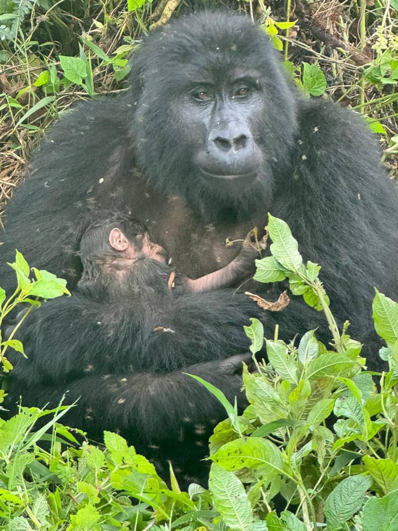 ugwildlife's tweet photo. More gorilla baby news 😊

Over the weekend we welcomed another mountain gorilla 🦍 birth born to adult female Migogo of the Mucunguzi gorilla group in Rushaga - Bwindi Impenetrable National Park. The new birth brings the total number of individuals in this family to 15 gorillas. https://t.co/KKWWQ1EYnj