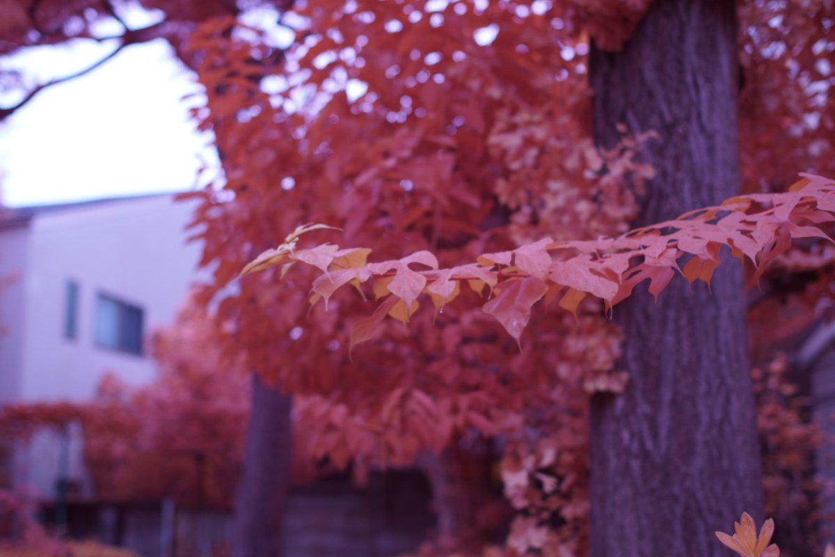 k_photo_tokyo's tweet photo. snap
α7s | pentax FA 50mm/1.4 | #IRChrome https://t.co/639F7525kR