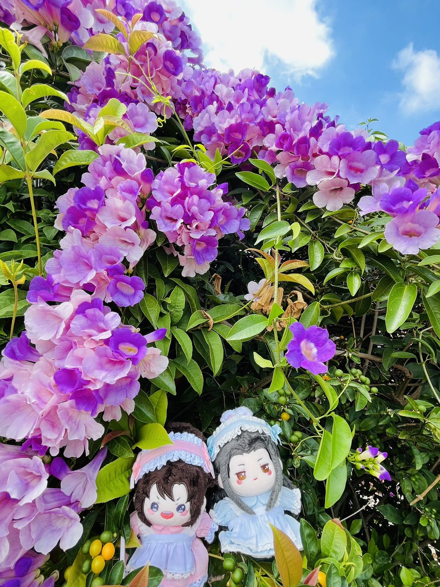bread5201229's tweet photo. 颱風前夕，蒜香藤又開啦～～～
風太大了有點不好拍🤣 https://t.co/8733RgESQC