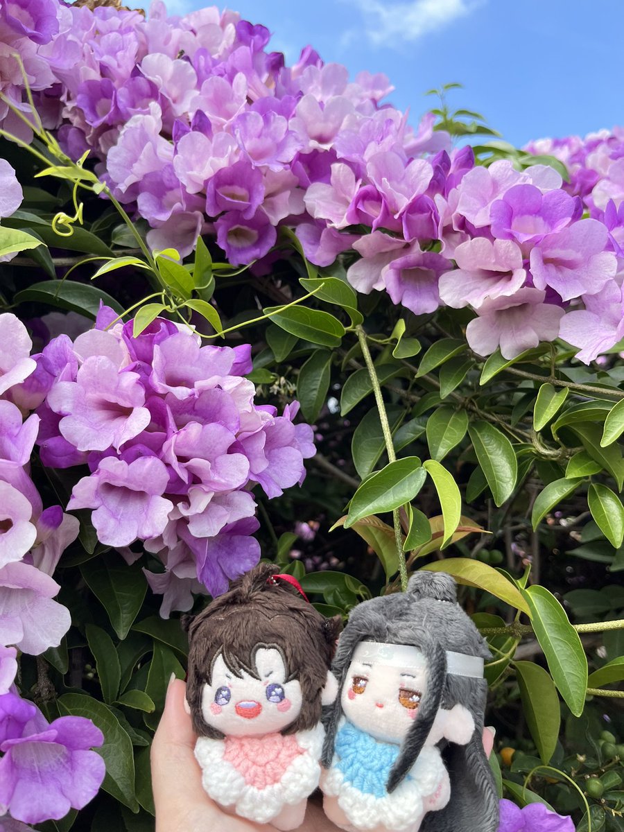 bread5201229's tweet photo. 颱風前夕，蒜香藤又開啦～～～
風太大了有點不好拍🤣 https://t.co/8733RgESQC