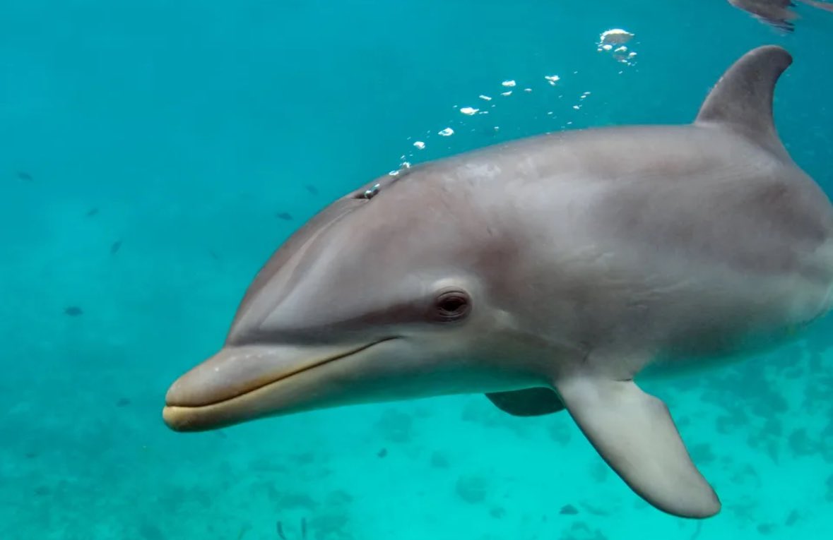 CleanerSeasProject®️ tweet media