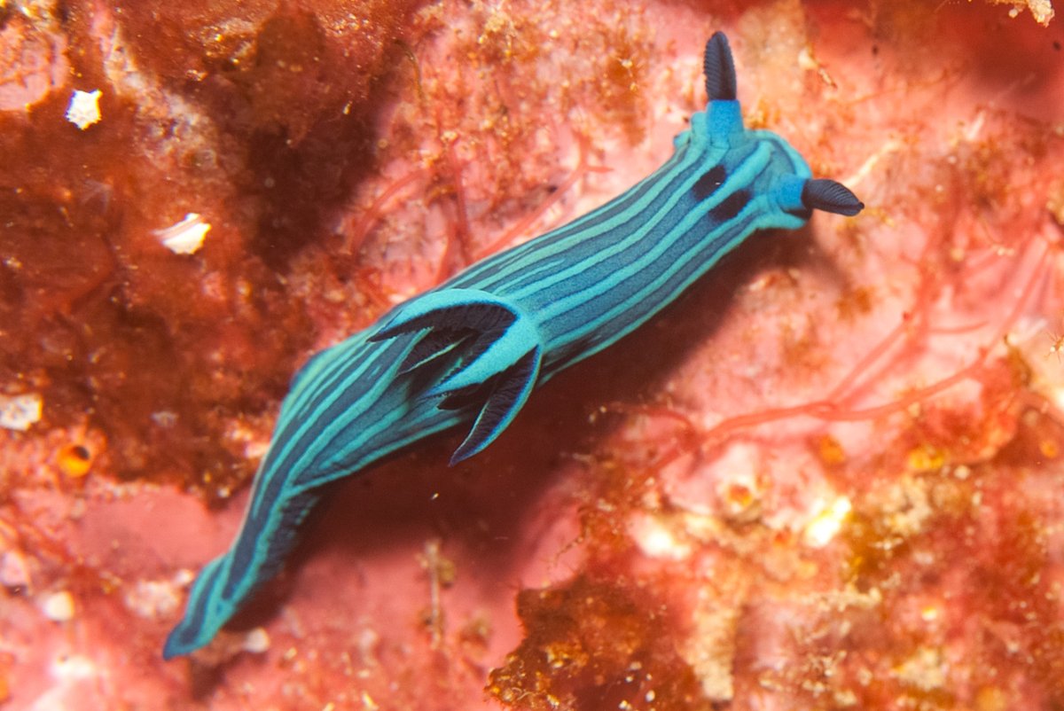seastung's tweet photo. it's #seaslugday! two fab #nudibranchs from the #Galapagos happy birthday #TerryGosliner https://t.co/Ln0PcCuht9