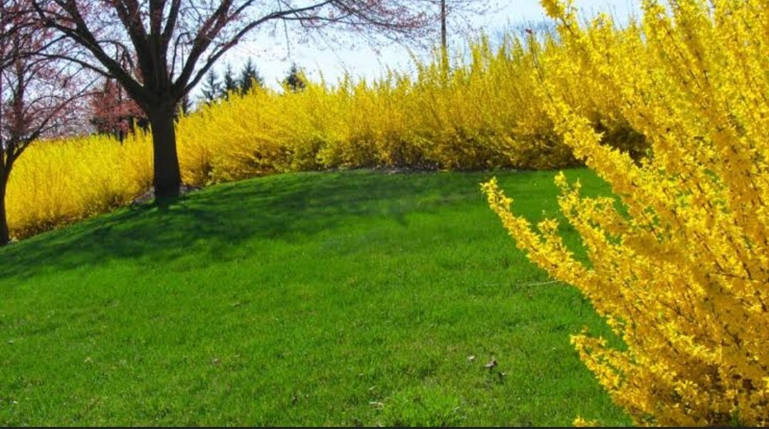 naomivcr's tweet photo. @David_Chicano1 No, eres un arbusto amarillo https://t.co/8CMGC4sIoI