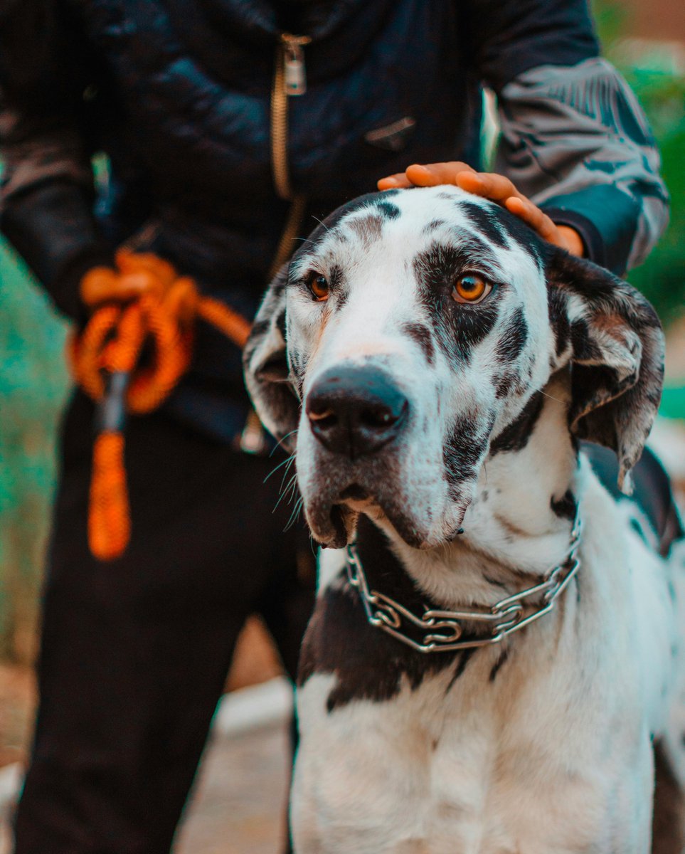 Dogz Palace (@dogzpalace) / Posts / X