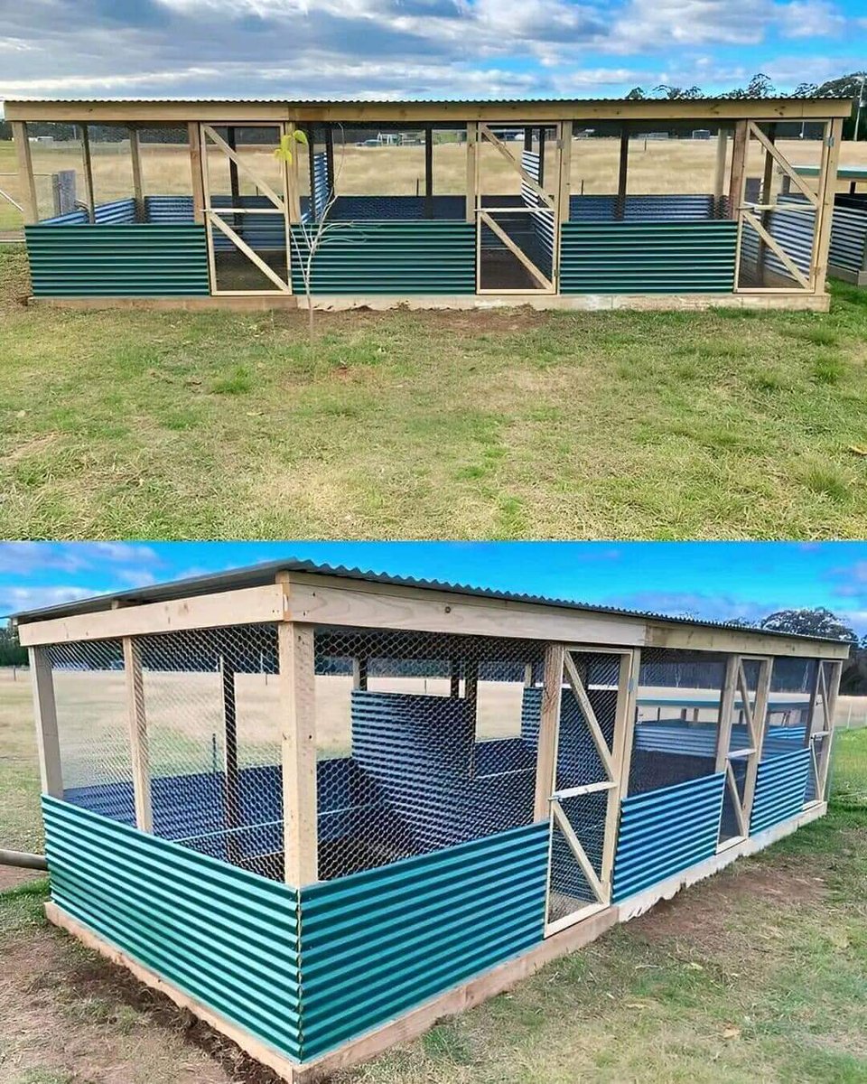 KazunguMireille's tweet image. Simple chicken housing structure!
#ChickenFarming