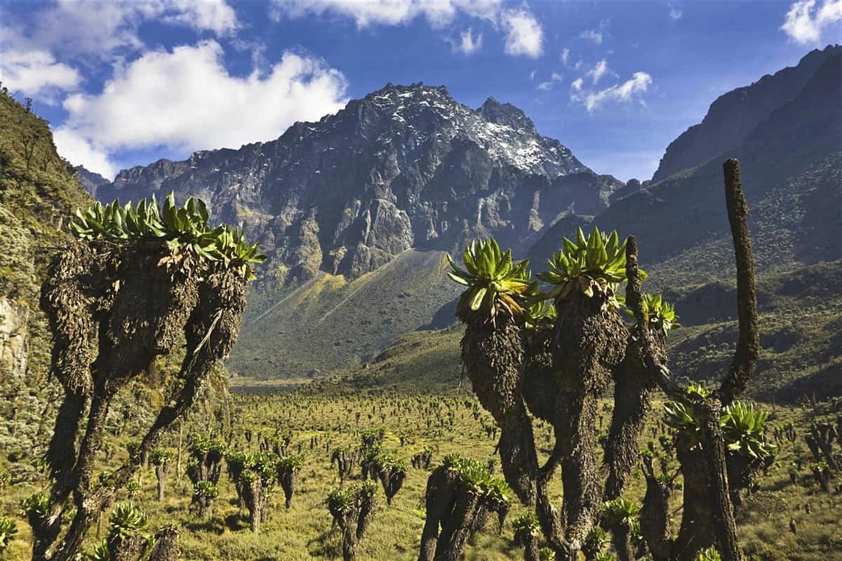 wekesa_amos's tweet photo. Rwenzori ranges- Uganda

Once met a very seasoned mountain climber who had climbed almost all the highest points in the world.

He said Amos, the Rwenzori ranges are the most beautiful Mt. Ranges in the world. He added, am not kidding! 

But the world doesnt know! https://t.co/CgfEbOOq36