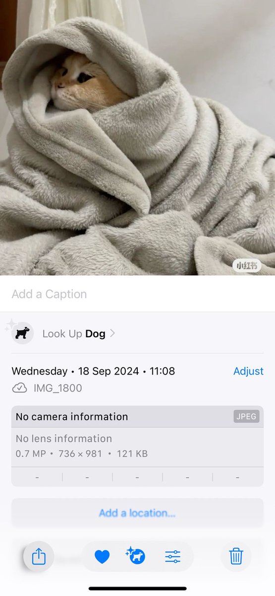notgamble's tweet photo. @bcrypt My fav so far was a cat which Apple identified as a dog, the screenshot of which was a cat again https://t.co/8rCJkiidFX