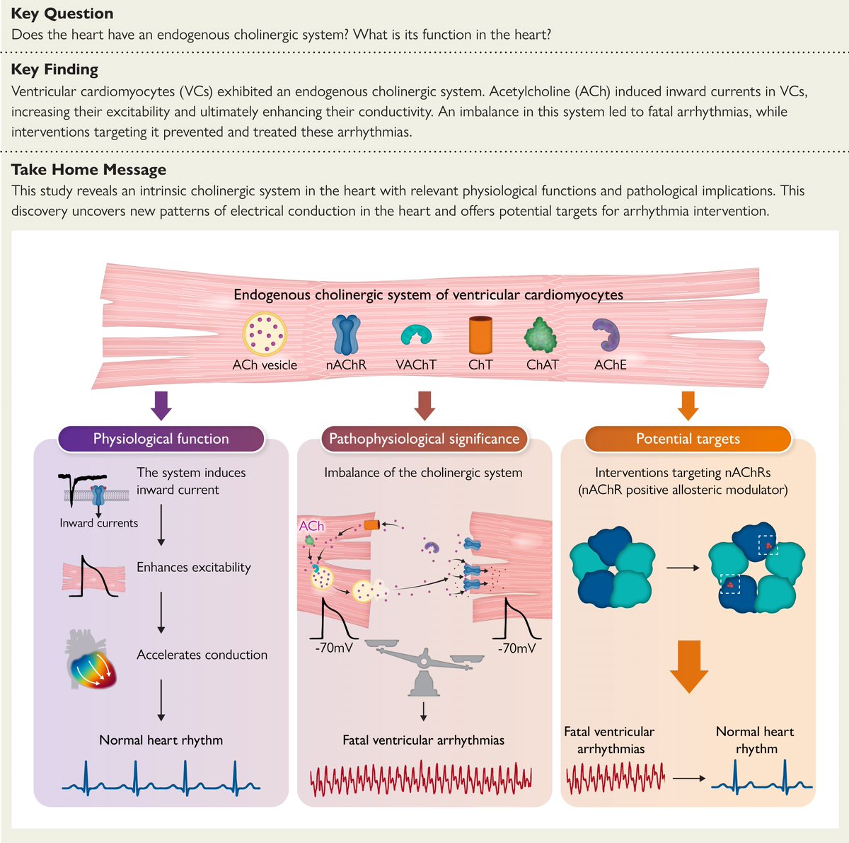 European Society of Cardiology Journals (@esc_journals) on Twitter photo A new study in #EHJ revealed the presence of an endogenous cholinergic system that controls electrical conduction in the heart. Read more 👉 bit.ly/3NJp50m
<a href="/RoccoMontone/">Rocco Montone</a> <a href="/ehj_ed/">EHJ Editor-in-Chief</a> A new study in #EHJ revealed the presence of an endogenous cholinergic system that controls electrical conduction in the heart. Read more 👉 bit.ly/3NJp50m
<a href="/RoccoMontone/">Rocco Montone</a> <a href="/ehj_ed/">EHJ Editor-in-Chief</a>